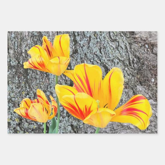 Three Yellow Tulips Sequel / Geschenkpapier Set (Vorderseite 2)