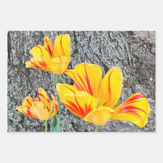 Three Yellow Tulips Sequel / Geschenkpapier Set (Vorderseite)