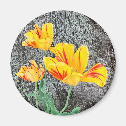 Three Yellow Tulips Sequel / Magnet (Vorne)