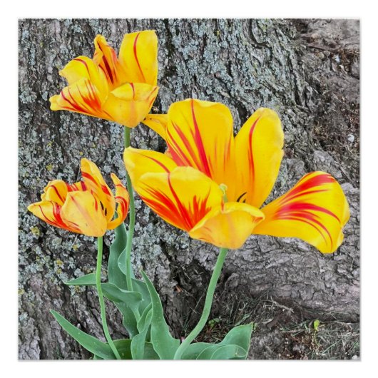 Three Yellow Tulips Sequel / Poster (Vorderseite)