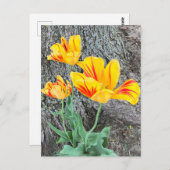 Three Yellow Tulips Sequel / Postkarte (Vorne/Hinten)