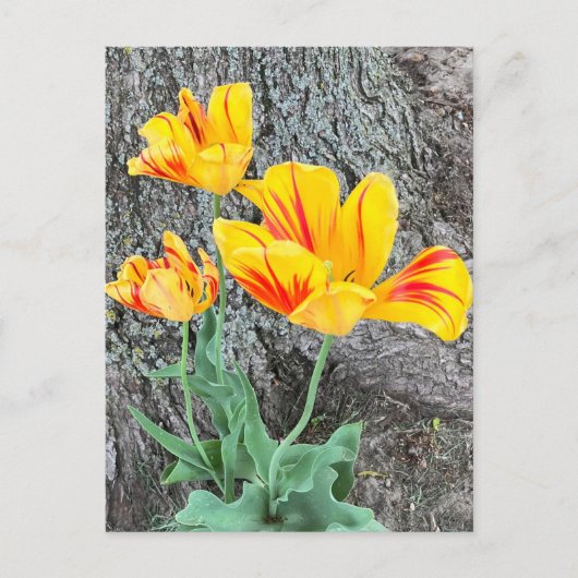 Three Yellow Tulips Sequel / Postkarte (Vorderseite)