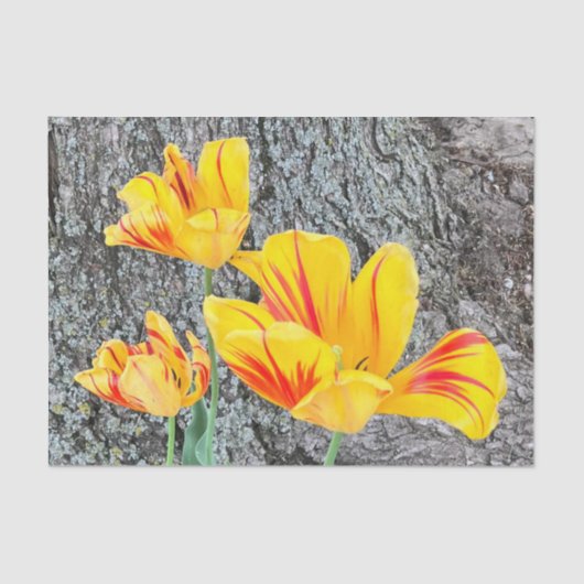 Three Yellow Tulips Sequel / Seidenpapier (Vorderseite)