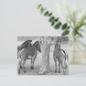 Three Zebras Postkarte (Stehend Vorderseite)