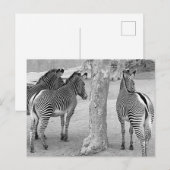 Three Zebras Postkarte (Vorne/Hinten)