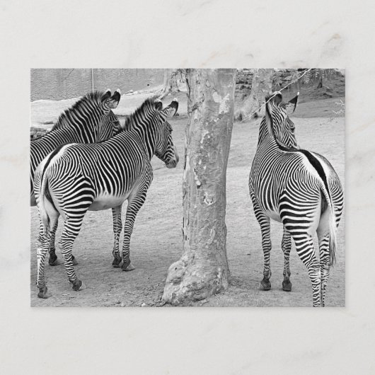 Three Zebras Postkarte (Vorderseite)