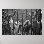 ThreeAmigos Poster (Vorne)