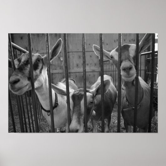 ThreeAmigos Poster (Vorne)