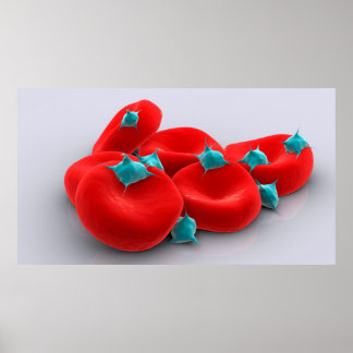 Thrombozyten mit roten Blutkörperchen 1 Poster