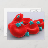 Thrombozyten mit roten Blutkörperchen 1 Postkarte (Vorne/Hinten)