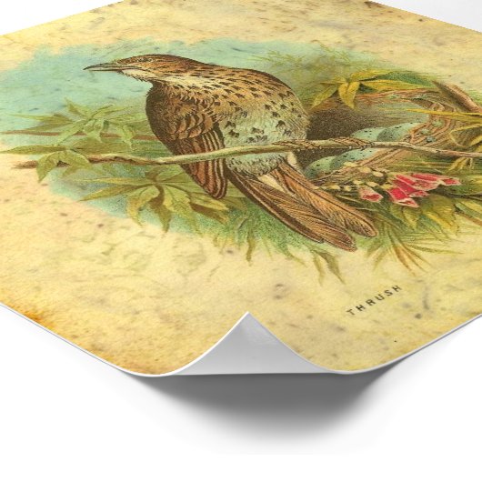 Thrush Vintag Poster (Ecke)