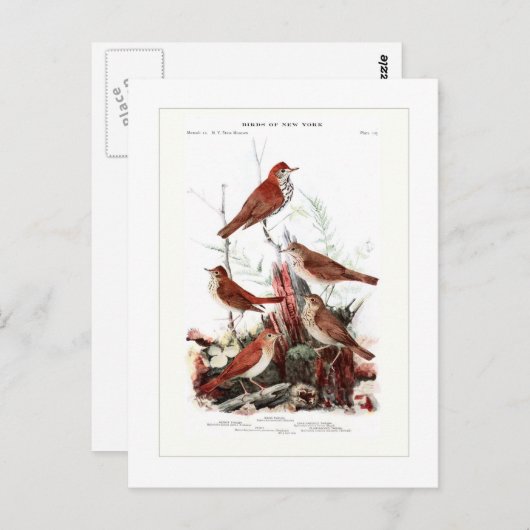 Thrushes Postkarte (Vorne/Hinten)