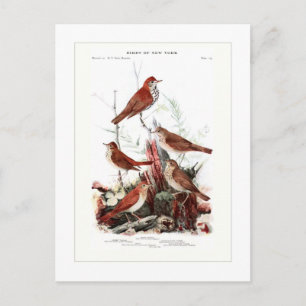 Thrushes Postkarte