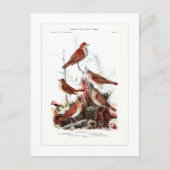 Thrushes Postkarte (Vorderseite)