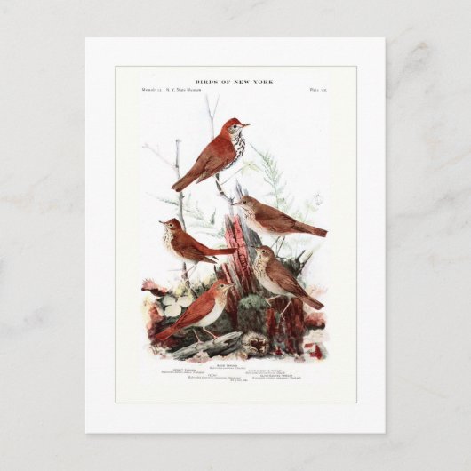 Thrushes Postkarte (Vorderseite)