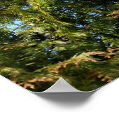 Thuja-Bäume Poster (Ecke)