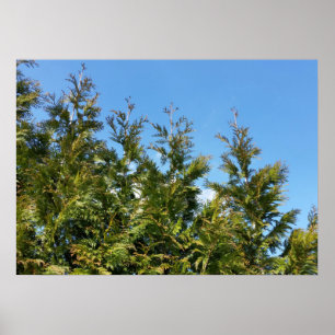Thuja-Bäume Poster