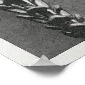 Thujopsis dolabrata 10 mal vergrößert, poster (Ecke)