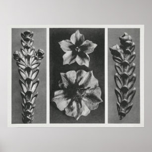 Thujopsis dolabrata 10 mal vergrößert, poster