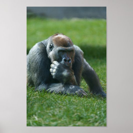 Thumb Sind zum Kotzen Gorilla Poster (Vorne)