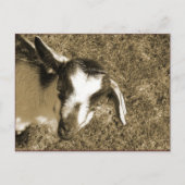 Thumblina Postkarte (Vorderseite)