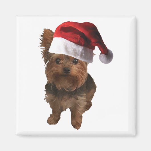 Thumbnail_Weihnachtsmannmütze Yorkie Magnet (Vorne)
