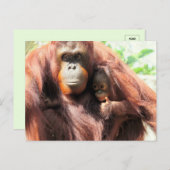 Thumbs Up Orangutan Mama und Baby Postkarte (Vorne/Hinten)