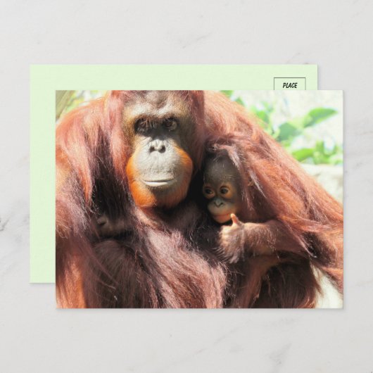 Thumbs Up Orangutan Mama und Baby Postkarte (Vorne/Hinten)
