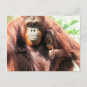 Thumbs Up Orangutan Mama und Baby Postkarte (Vorderseite)