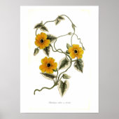Thunbergia alata poster (Vorne)