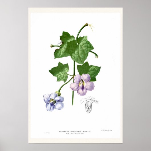 Thunbergia grandiflora poster (Vorne)