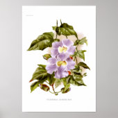 Thunbergia grandiflora poster (Vorne)