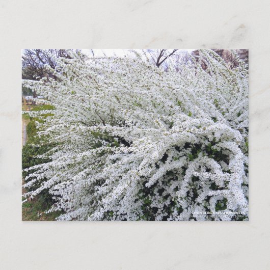 Thunbergs Wiesen:Postkarte Postkarte (Vorderseite)