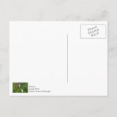 Thunderbird Falls - Malerische Danke-Postkarte Postkarte (Rückseite)