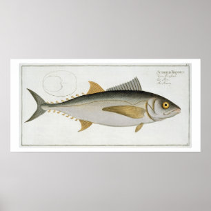 Thunfisch (Scomber Thynnus) Platte LV aus "Ichthyo Poster