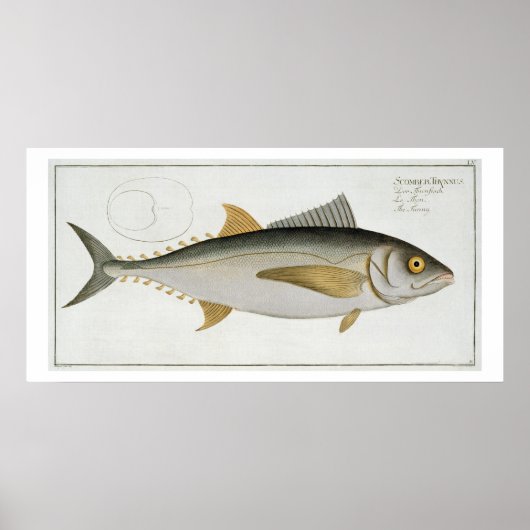 Thunfisch (Scomber Thynnus) Platte LV aus "Ichthyo Poster (Vorne)