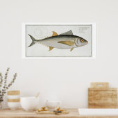 Thunfisch (Scomber Thynnus) Platte LV aus "Ichthyo Poster (Küche)