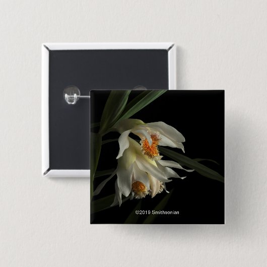 Thunia Marshalliana Button (Vorne & Hinten)