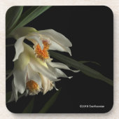 Thunia Marshalliana Getränkeuntersetzer (Vorderseite)