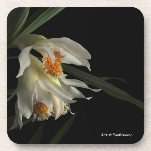 Thunia Marshalliana Getränkeuntersetzer