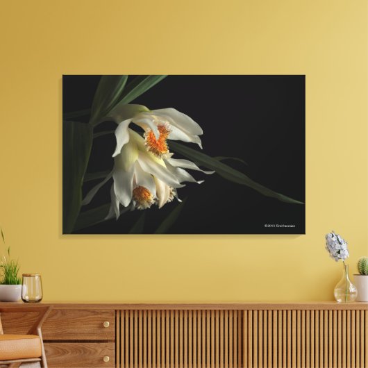 Thunia Marshalliana Leinwanddruck (Insitu (Wohnzimmer))