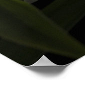 Thunia Marshalliana Poster (Ecke)