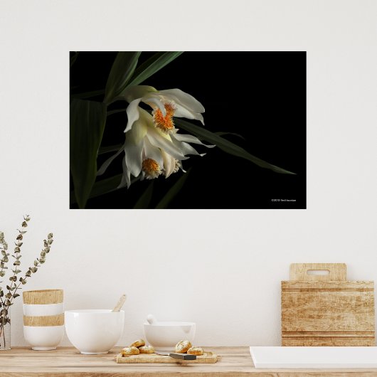 Thunia Marshalliana Poster (Küche)