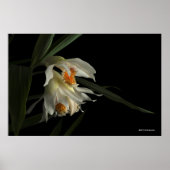 Thunia Marshalliana Poster (Vorne)