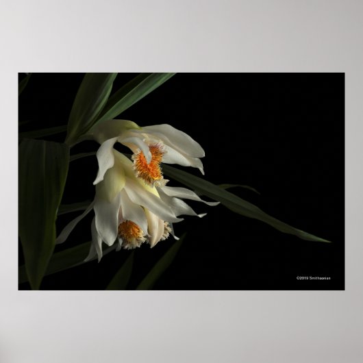 Thunia Marshalliana Poster (Vorne)