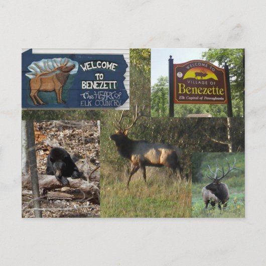 Thwäsche Elk BENEZETTE PA Postkarte (Vorderseite)