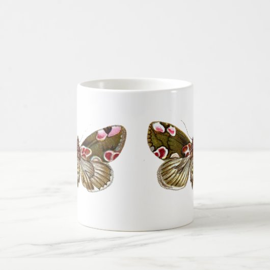Thyatira batis - The Peach Blossom Moth Kaffeetasse (Mittel)