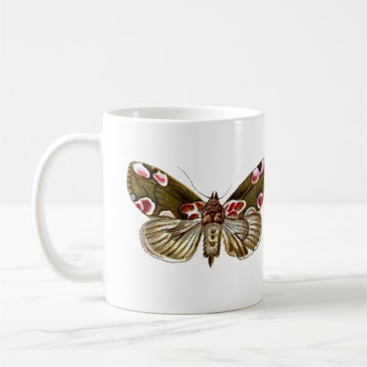 Thyatira batis - The Peach Blossom Moth Kaffeetasse (Links)