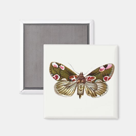 Thyatira batis - The Peach Blossom Moth Magnet (Vorderseite/Rückseite)