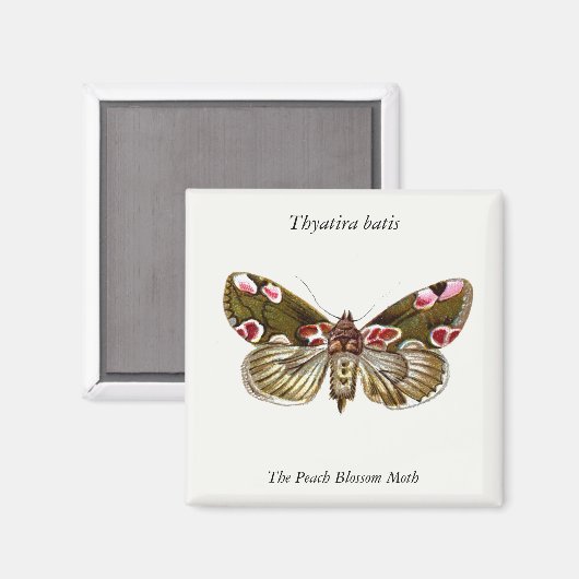 Thyatira batis - The Peach Blossom Moth Magnet (Vorderseite/Rückseite)